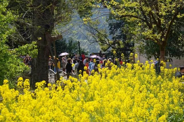 江西省2019年清明假日旅游市场情况总结【内含江西武功山门票中奖名单及相关事宜】