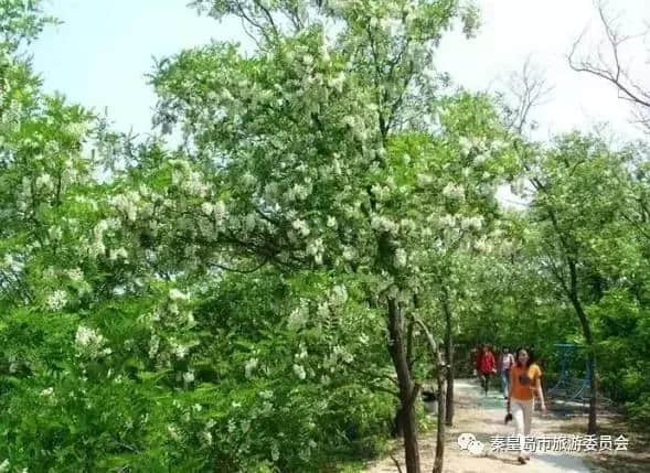 这个周末，让我们相约2017翡翠岛槐花节！