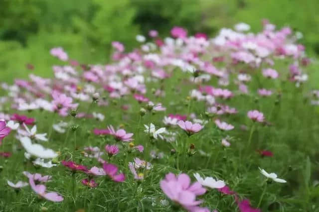 何必远行去西藏！金华这里就有漫山格桑花海，绝美且免费！