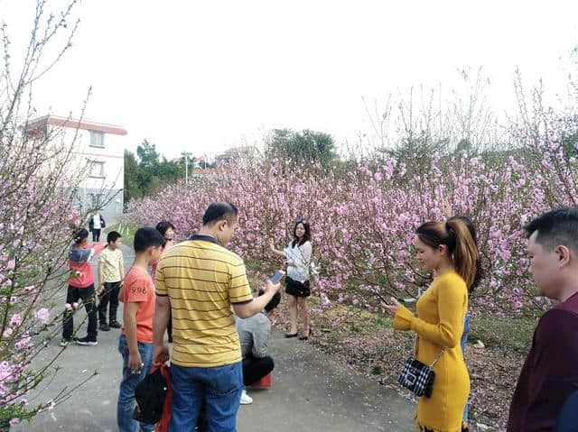 头条｜新年，仙迹桃花岛的桃花开得正好，错过了要等上一年哦！