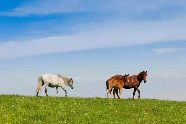 旅游 中国最美的六大草原攻略 你去过第三个吗？