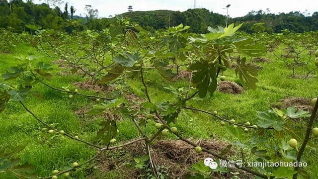 咨讯｜周末的正确打开方式——到仙迹桃花岛分享果园盛宴！现场采摘低至6元！