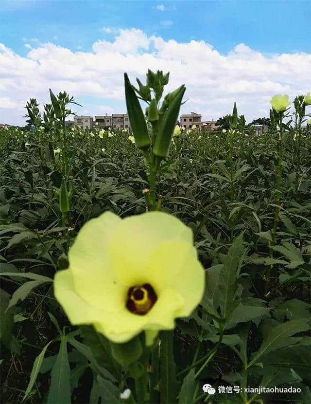 咨讯｜周末的正确打开方式——到仙迹桃花岛分享果园盛宴！现场采摘低至6元！