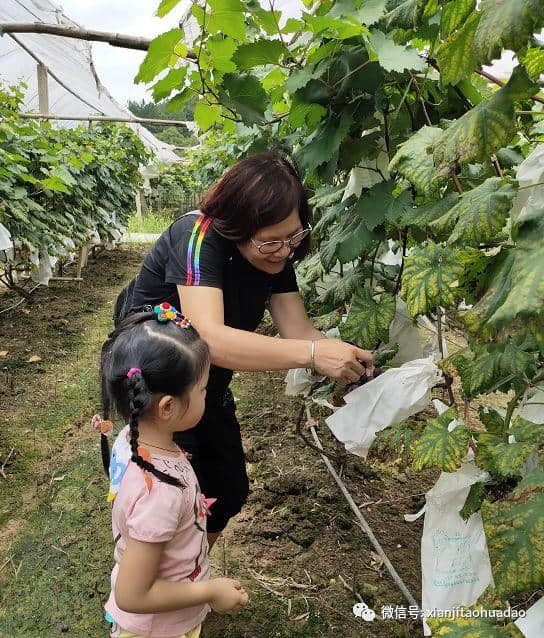 咨讯｜周末的正确打开方式——到仙迹桃花岛分享果园盛宴！现场采摘低至6元！