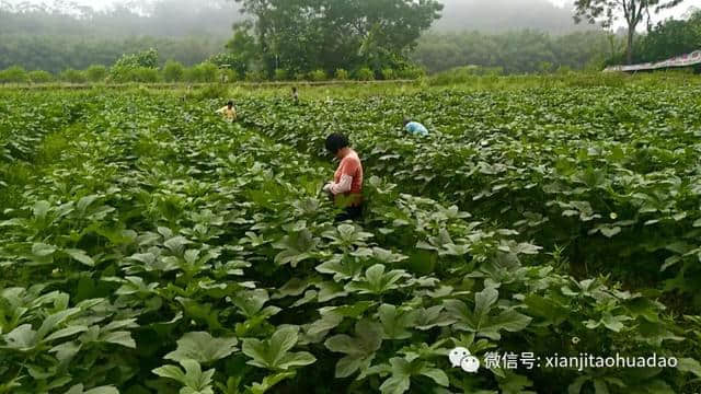 咨讯｜周末的正确打开方式——到仙迹桃花岛分享果园盛宴！现场采摘低至6元！