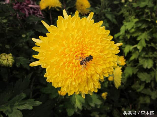 庆国庆 迎中秋 兰州植物园菊花开的正好 休闲一日游好去处