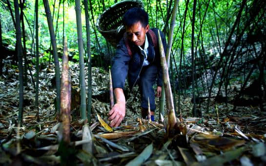 又是一年采笋季，金佛山十万亩方竹笋限时开采