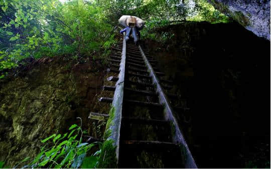 又是一年采笋季，金佛山十万亩方竹笋限时开采