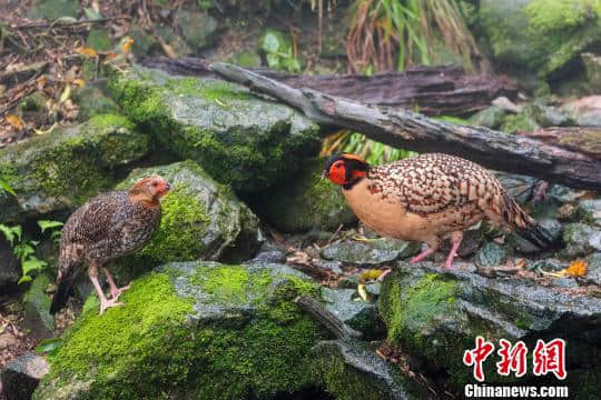 4日旅游精选：江西三清山：人间仙境，动植物王国