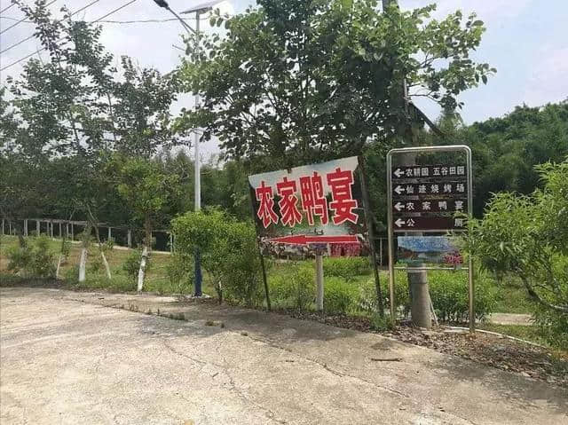 攻略｜暑假去哪玩？梧州仙迹桃花岛味甜汁多，香气十足的巨峰葡萄等你来品尝