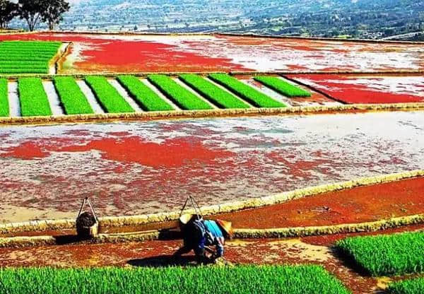 中国最美旅游高铁，横跨大半个中国，沿路美景、美食无数！攻略