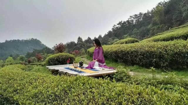 谷雨时节，赴泰宁寻味一抹岩茶香~