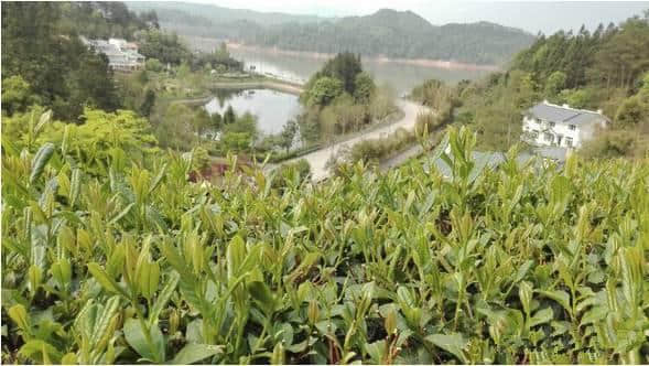 谷雨时节，赴泰宁寻味一抹岩茶香~