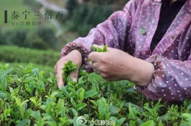 谷雨时节，赴泰宁寻味一抹岩茶香~