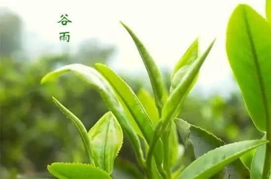 谷雨时节，赴泰宁寻味一抹岩茶香~