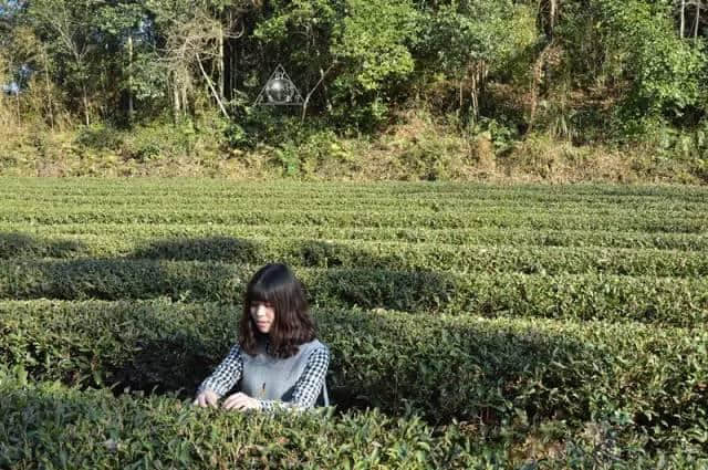 谷雨时节，赴泰宁寻味一抹岩茶香~