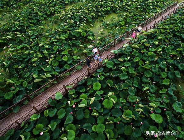 美丽乡村游：江苏省南京市浦口区，“夏纳凉”休闲之旅