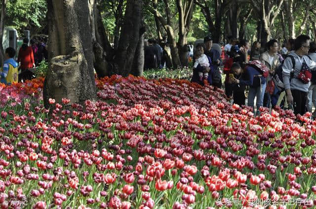 南宁市区又发现清凉避暑圣地！山青水秀、花美林奇还是5A级景区