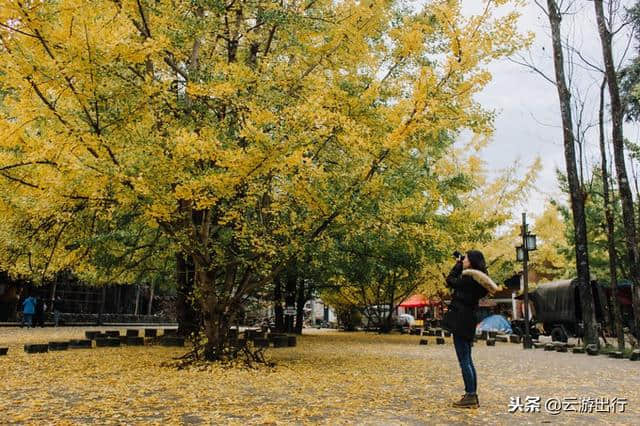 到腾冲旅游：银杏村应该怎么游玩？泡温泉该怎么选？