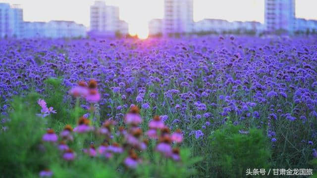 夏风吹至紫金花香｜7月9号金昌旅游专列梦幻启航！