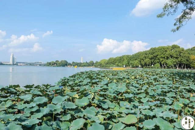 南京适合徒步的15条线路，走完才叫来过南京，沿途风景美爆了！