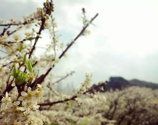 专属南雄情怀的《南山南》美丽的千年的梦，尽在梅岭