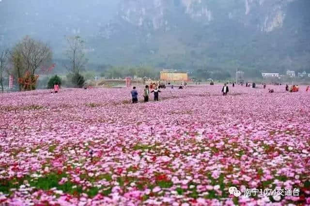 旅行｜春暖花开，2017 南宁赏花地图整理