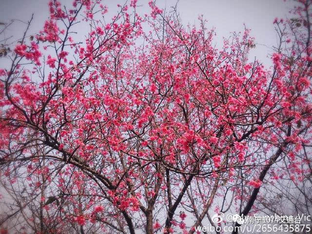 旅行｜春暖花开，2017 南宁赏花地图整理