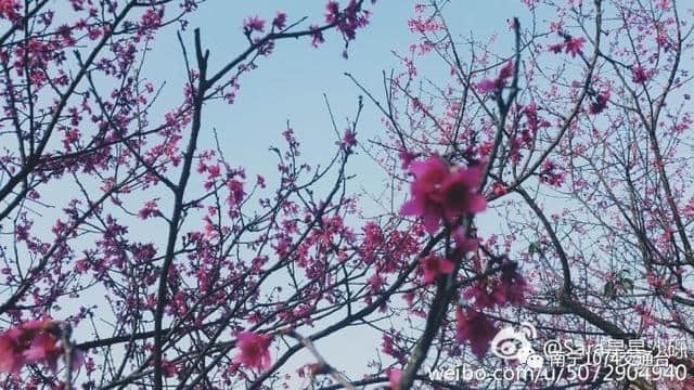 旅行｜春暖花开，2017 南宁赏花地图整理