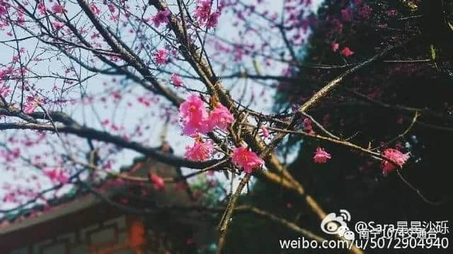 旅行｜春暖花开，2017 南宁赏花地图整理