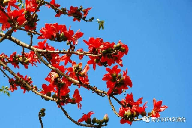 旅行｜春暖花开，2017 南宁赏花地图整理