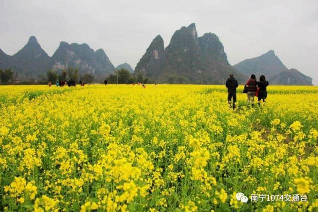 旅行｜春暖花开，2017 南宁赏花地图整理