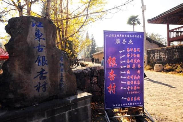 云南腾冲县江东银杏村，银杏王国，电影武侠的拍摄地