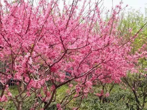 济南桃花岛旅游度假区，感受不一样的山间泉水溪细流