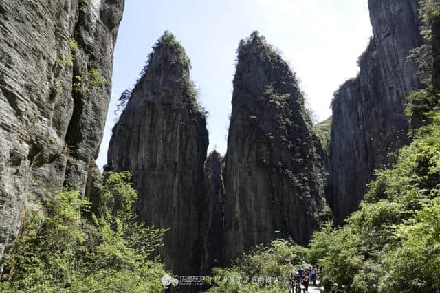 恩施大峡谷山美水美还有数不清的迎客松