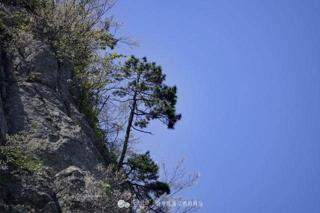 恩施大峡谷山美水美还有数不清的迎客松