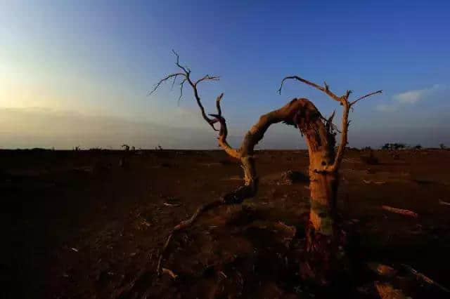 额济纳，每年只有一次的旅行！震人心魄的极致之美