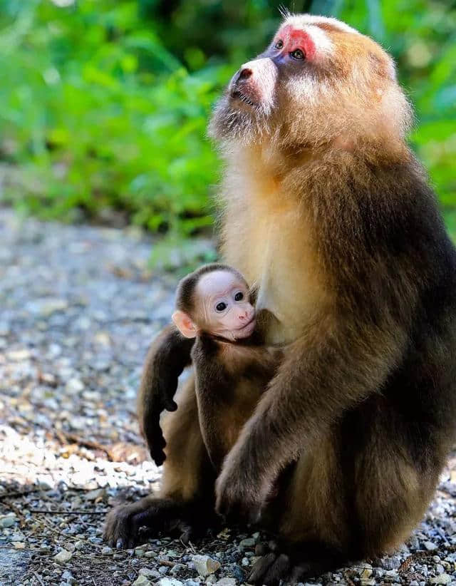 北京人为什么要去梵净山？