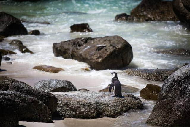 游记从海豹岛到企鹅湾，探访南非最悠闲的两种动物