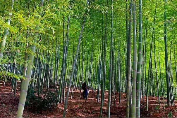 去江苏旅游，除了夫子庙和周庄，这五个景点同样值得一去！