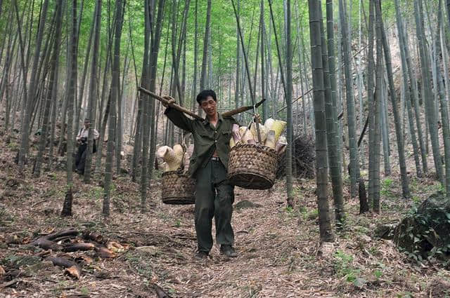 春日拾野|春天必吃的6种“绿”色野味，泰宁人都吃过！