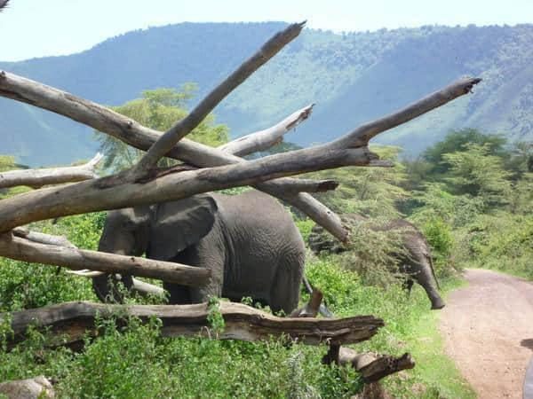 ［旅行分享20］2011非洲坦桑尼亚自由行：风景和动物篇