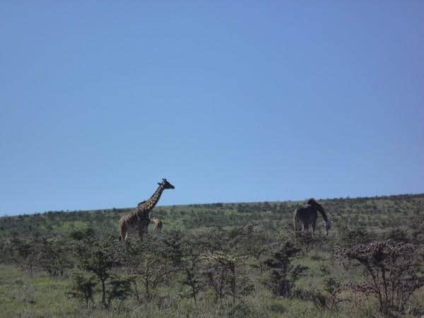 ［旅行分享20］2011非洲坦桑尼亚自由行：风景和动物篇