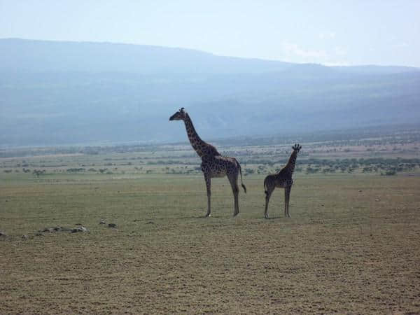 ［旅行分享20］2011非洲坦桑尼亚自由行：风景和动物篇