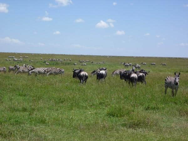 ［旅行分享20］2011非洲坦桑尼亚自由行：风景和动物篇