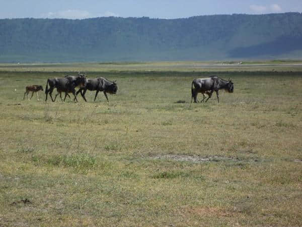 ［旅行分享20］2011非洲坦桑尼亚自由行：风景和动物篇