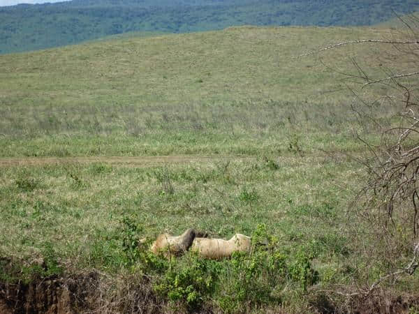 ［旅行分享20］2011非洲坦桑尼亚自由行：风景和动物篇