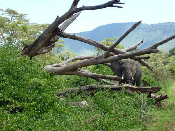 ［旅行分享20］2011非洲坦桑尼亚自由行：风景和动物篇