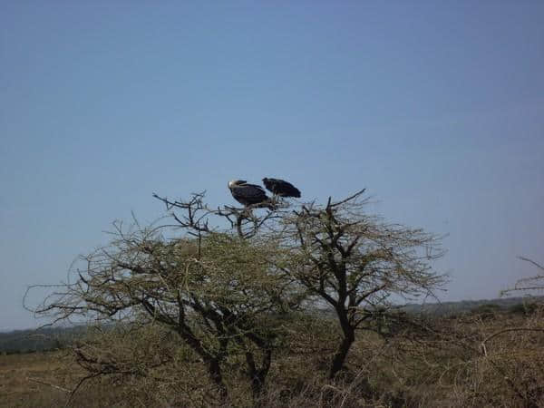 ［旅行分享20］2011非洲坦桑尼亚自由行：风景和动物篇