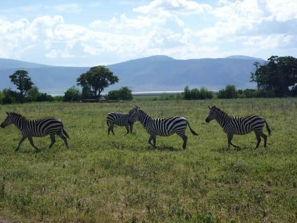 ［旅行分享20］2011非洲坦桑尼亚自由行：风景和动物篇